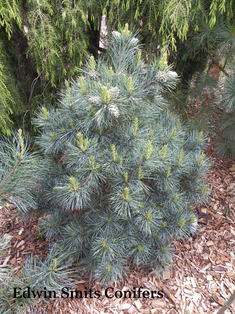 Pinus koraiensis 'Jilin'